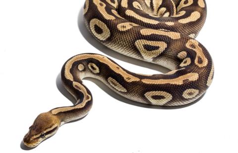 Go to article Python, C, Java Dominate July TIOBE Index of Popular Languages